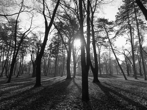 Wallpaper Sunlight Forest Nature Park Branch Morning Mist