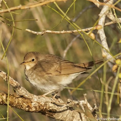 Thrush Nightingale Bto British Trust For Ornithology