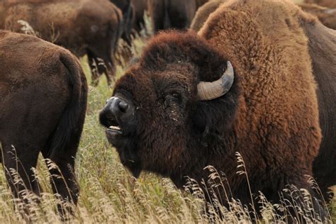 Nov 4 Is National Bison Day Honoring An Icon Of North Dakota