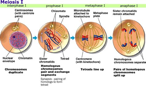 Meiosis - Cundiff Biology Portfolio