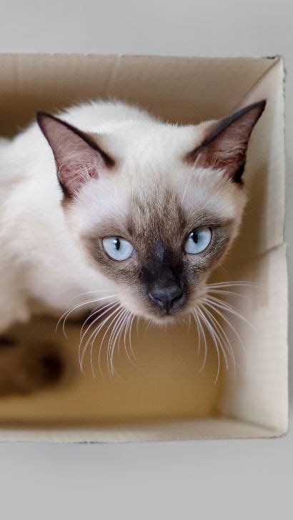 Are Siamese Cats Smart Is The Siamese Cat Breed Smarter More