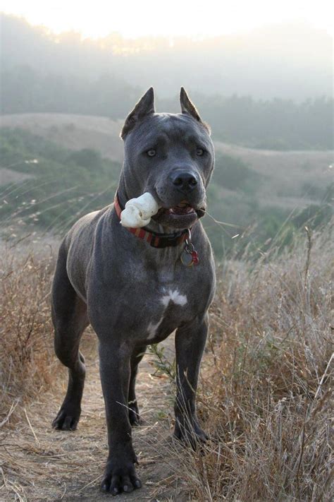 Check spelling or type a new query. Do you Prefer Cropped vs Uncropped Cane Corso dogs? em ...
