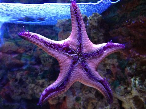 Purple Starfish Purple Rain Pinterest Starfish And Zoos