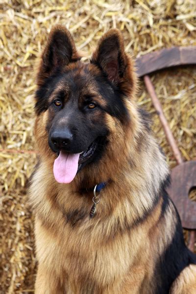 Absolutely Beautiful Long Haired Shepherd