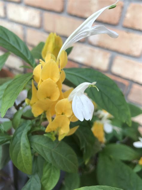 Create beautiful, low maintenance landscapes, while conserving and protecting natural resources and the environment. Yellow Shrimp Plant | Plants, Garden