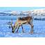 Tromsø Arctic Reindeer Where You Can Meet
