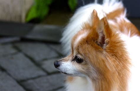 Pomeranian Taken Of My 14 Year Old Pomeranian Lydia Liu Flickr
