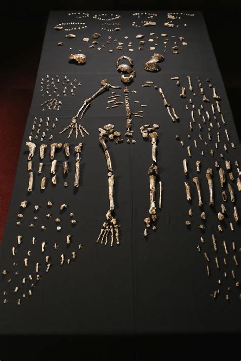 Why did homo naledi have a. Homo Naledi: New Limb Added To Human Family Tree | Science 2.0