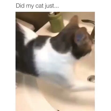 Jerk Cats on Instagram: "Tag someone who would freak out ...