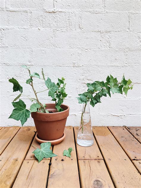 Thus containing it in a restricted area can be an issue. Growing English Ivy from a Cutting | Permanent Procrastination