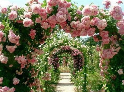 Garden Arch Of Pink Climbing Roses Pictures Photos And Images For