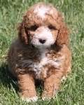 Look at pictures of goldendoodle puppies who need a home. 3 Types of Mini Goldendoodles | Colors, Sizes, and Coats Explained