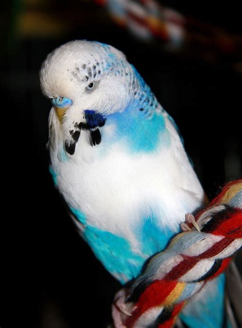 1000 Images About Budgies On Pinterest Brooches English And Opaline