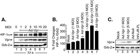 Induction Of Hif By Vpr Is Dose And Time Dependent A Representative Download Scientific