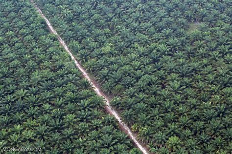 This page contains the wholesale prices for palm oil, produced in malaysia. Malaysian palm oil giant loses 7 more customers over RSPO ...