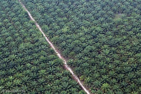 Determining harvesting time is very important in oil palm cultivation. Malaysian palm oil giant loses 7 more customers over RSPO ...