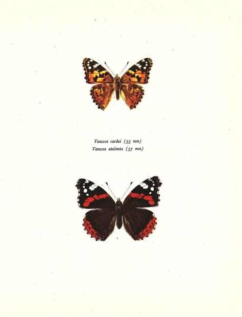 Butterfly Print Art Original 1965 Book Plate 114 Beautiful Etsy