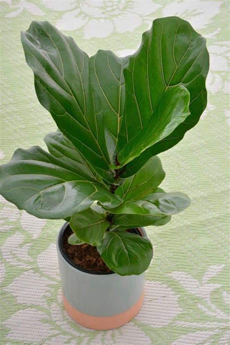 Fiddle Leaf Fig Have Success With This Trendy Indoor Plant