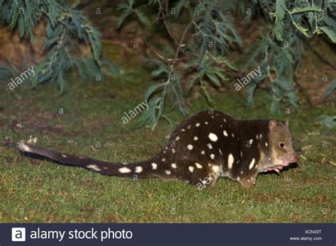 Spotted Tailed Quoll Tiger Quoll Dasyurus Maculatus