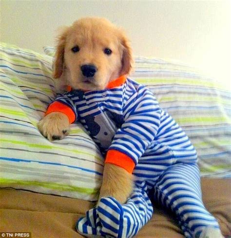 Photos Capture Puppies Dressed In Pyjamas Daily Mail Online