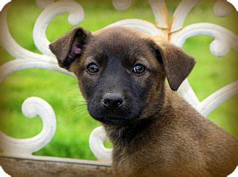 According to the fci, the breed's english language name is german shepherd dog. Glastonbury, CT - Labrador Retriever/German Shepherd Dog ...