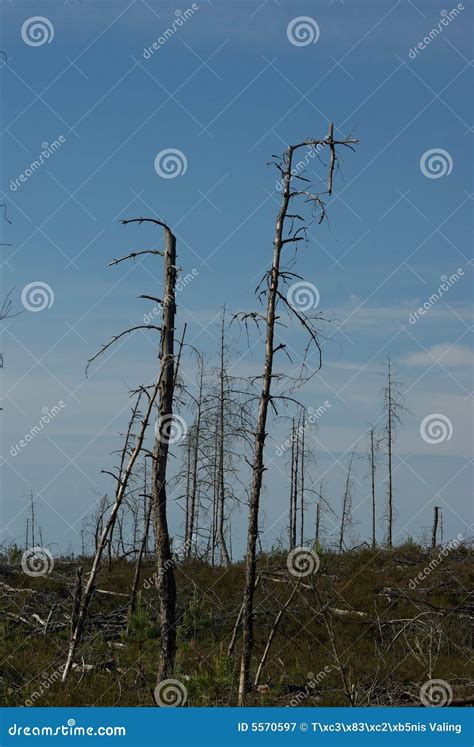 Lifeless Forest Stock Image Image Of Rain Problem Cloud 5570597