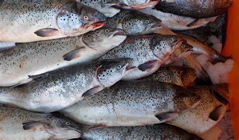 Thousands Of Atlantic Salmon Escape Into Pacific Northwest Waters The