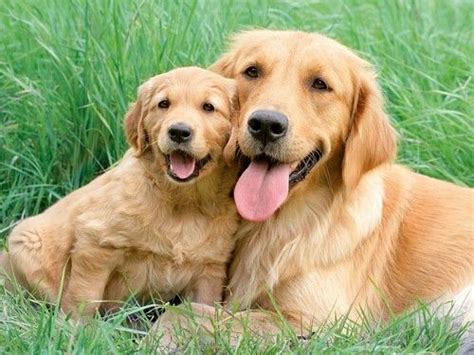 Cute Golden Retrievers Dog Pets Pet Photography Puppy