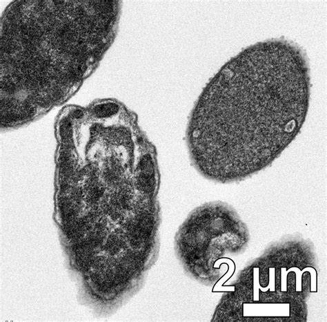 Escherichia Coli Bacteria Afte Image Eurekalert Science News Releases