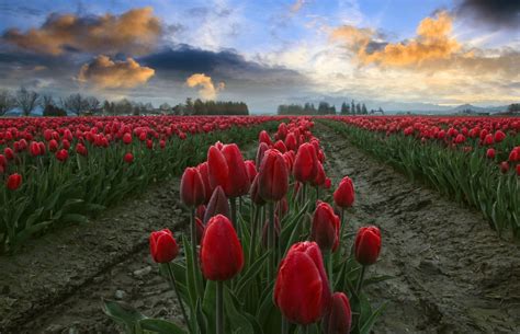 🔥 Download Field Of Tulips Wallpaper By Nwise Field Of Tulips