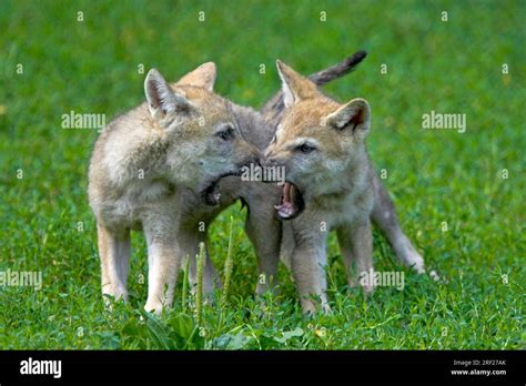Gray wolves (Canis lupus), young animals Stock Photo - Alamy