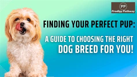 Finding Your Perfect Pup A Guide To Choosing The Right Dog Breed For