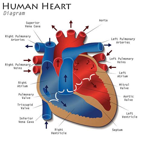 Royalty Free Human Heart Clip Art Vector Images And Illustrations Istock