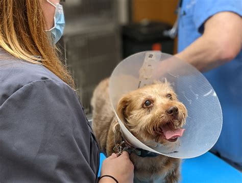 Spartanburg Veterinary Surgeries Surgeon Veterinary
