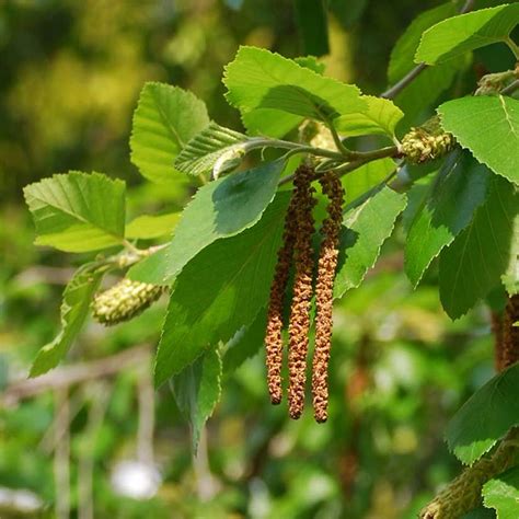 River Birch Tree On The Tree Guide At River Birch Trees River Birch Fast