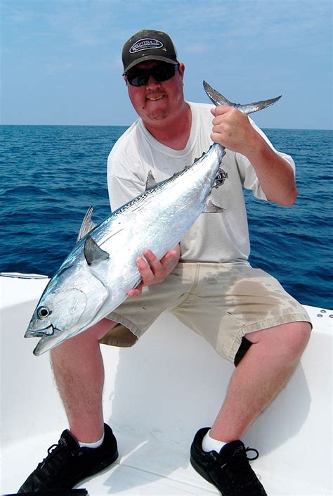 Nearshore False Albacore Carolina Sportsman