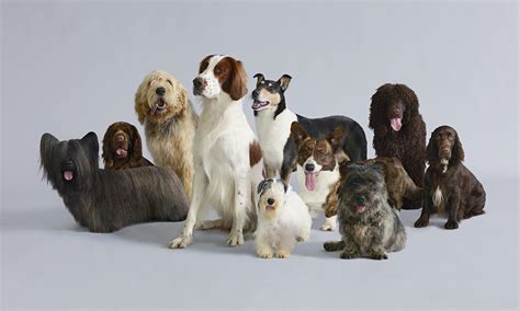 Dog Days Britains Endangered Breeds Life And Style The Guardian
