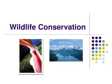 Ppt Wildlife Conservation Powerpoint Presentation Free Download Id