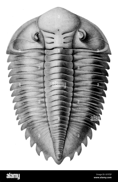 A Trilobite Is An Extinct Small Arthropod Of The Subphylum Trilobita