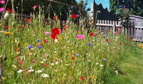 Wildflower Turf How To Create A Wildflower Area The Lawn Store Of
