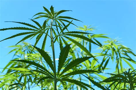Why Montana Farmers Are Betting On Industrial Hemp Mtpr