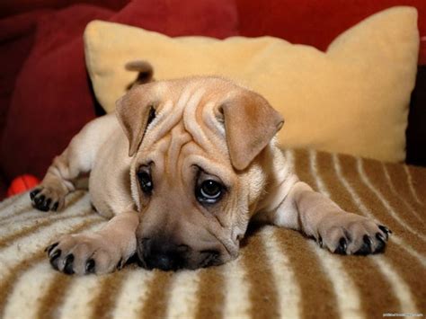20 Sad Puppies That Will Ruin Your Day Buzzdog