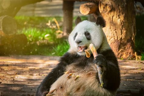Premium Photo Giant Panda Bear In China
