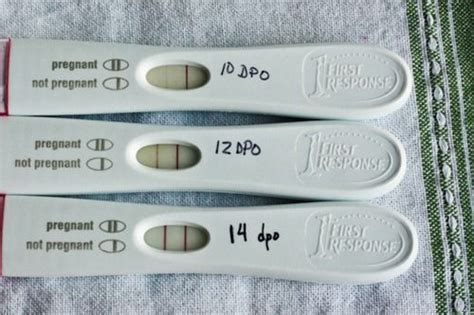 The Two Week Wait The Two Weeks Between Ovulation And The Positive Pregnancy