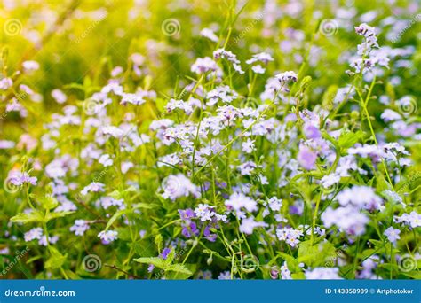 Allergy Concept Beautiful Spring Flowers Blossoming In Field Stock