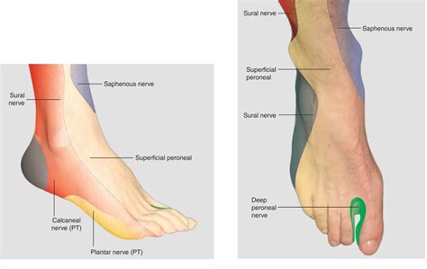Ankle Block Hadzics Peripheral Nerve Blocks And Anatomy For