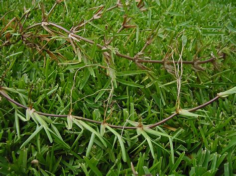 When bermuda invades landscape shrubs, a. Calvin Finch: Choosing the right lawn option