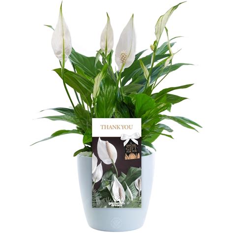 Thank You Lily Peace Lily Free Delivery
