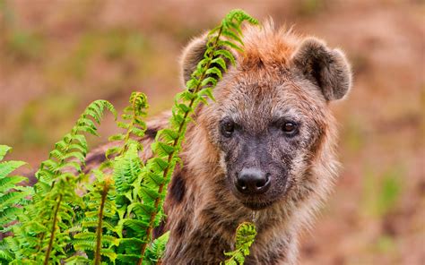 Hyena Behind The Plants Spotted Hyena 1920x1200 Wallpaper