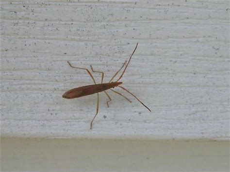 Skinny Bug With 8 Legs Protenor Belfragei Bugguidenet